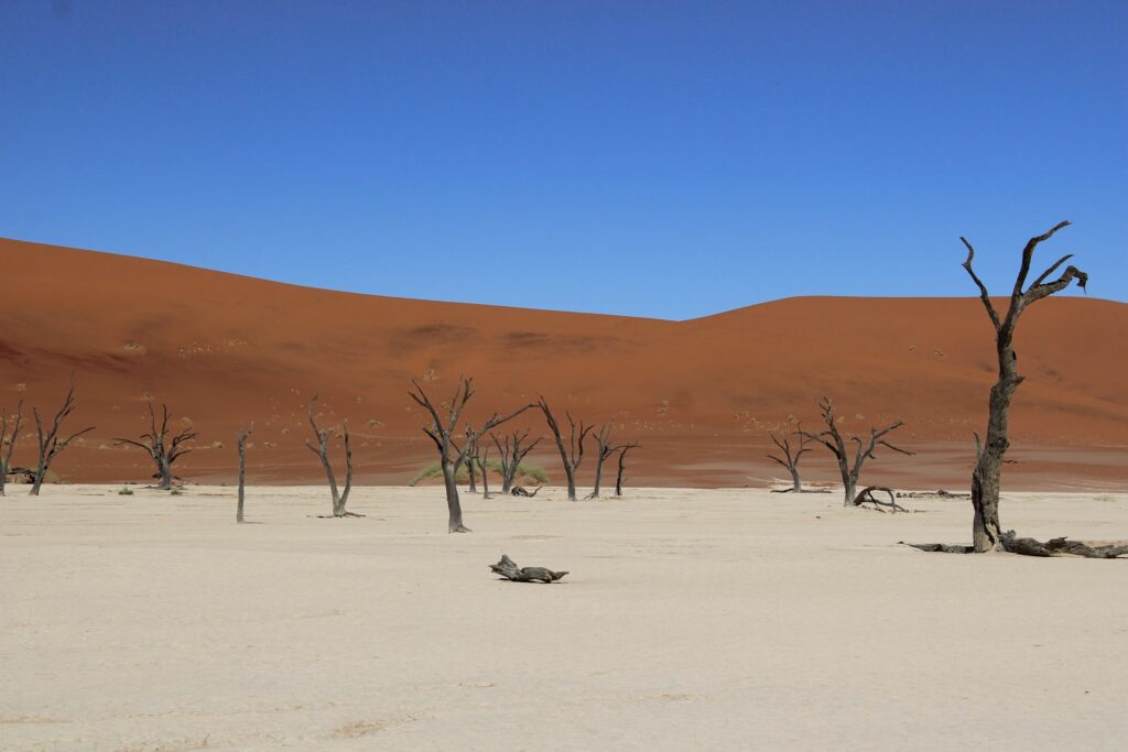 Arbres morts et dunes rouges de Sossusvlei, en Namibie