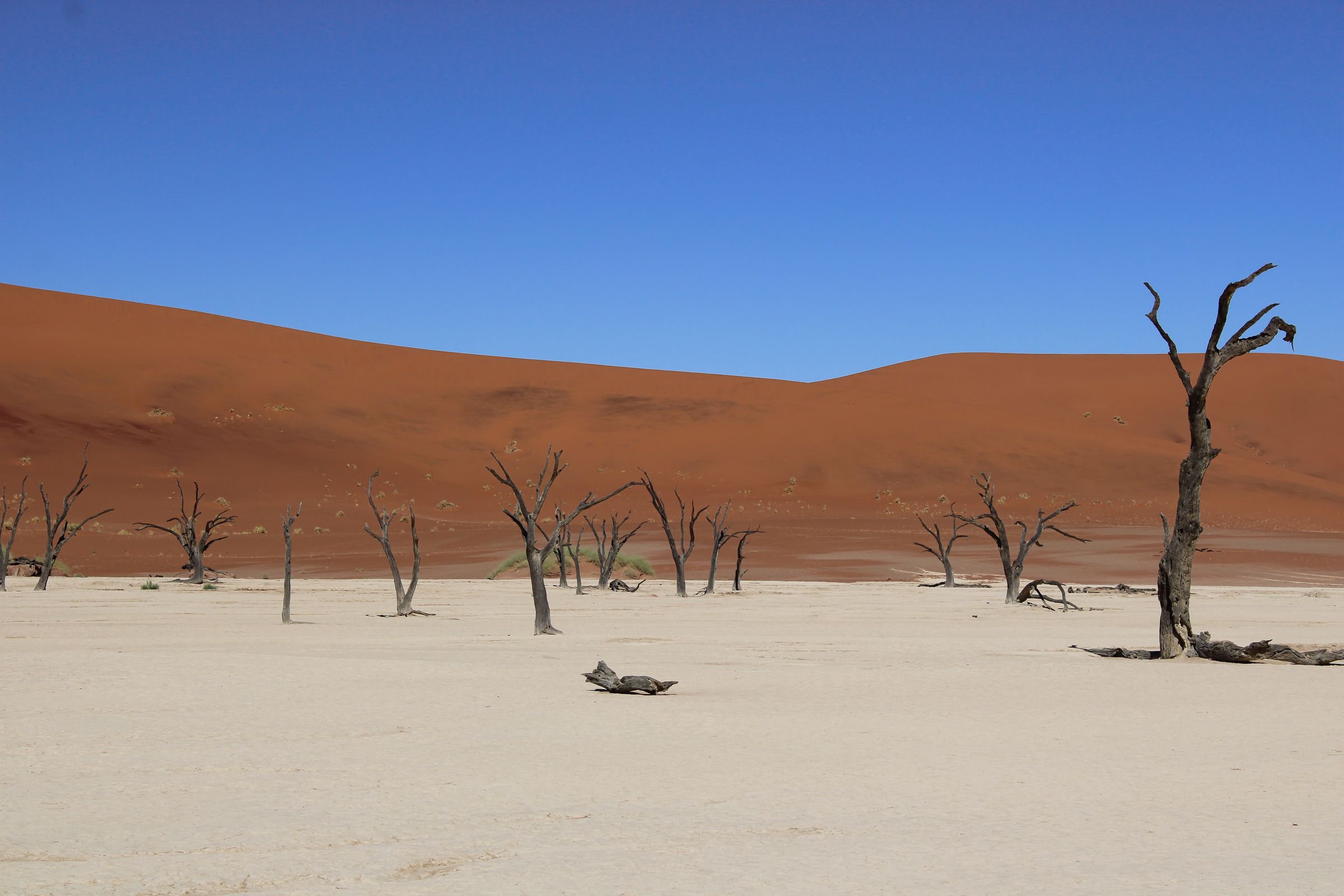 Arbres morts et dunes rouges de Sossusvlei, en Namibie