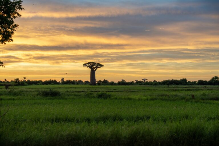 Baobabs au coucher du soleil, à Madagascar