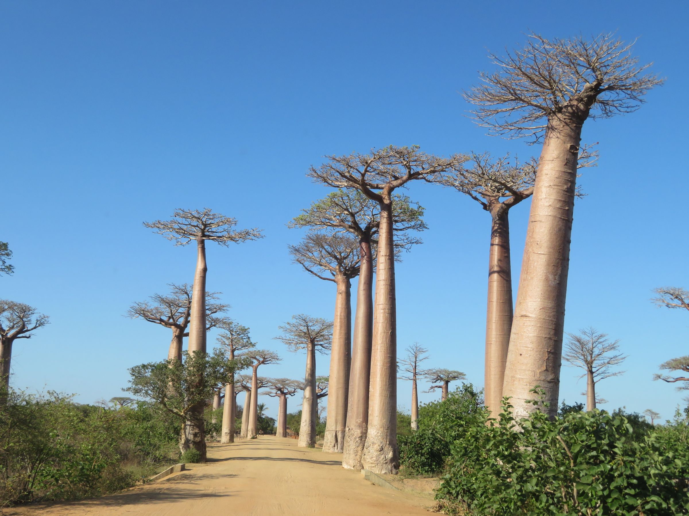 Baobabs le long d’une piste, à Madagascar