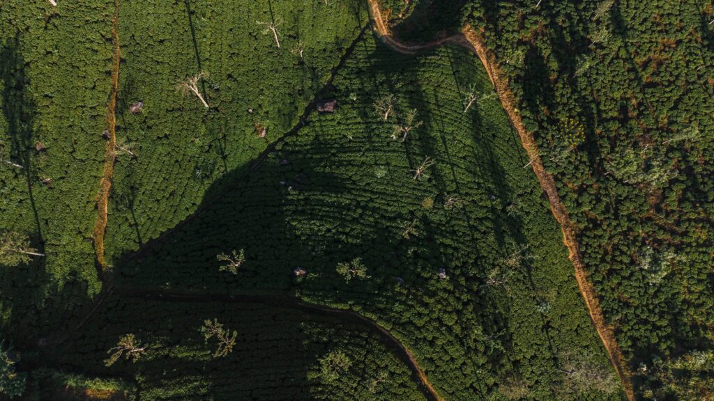 Plantation de thé au Sri Lanka