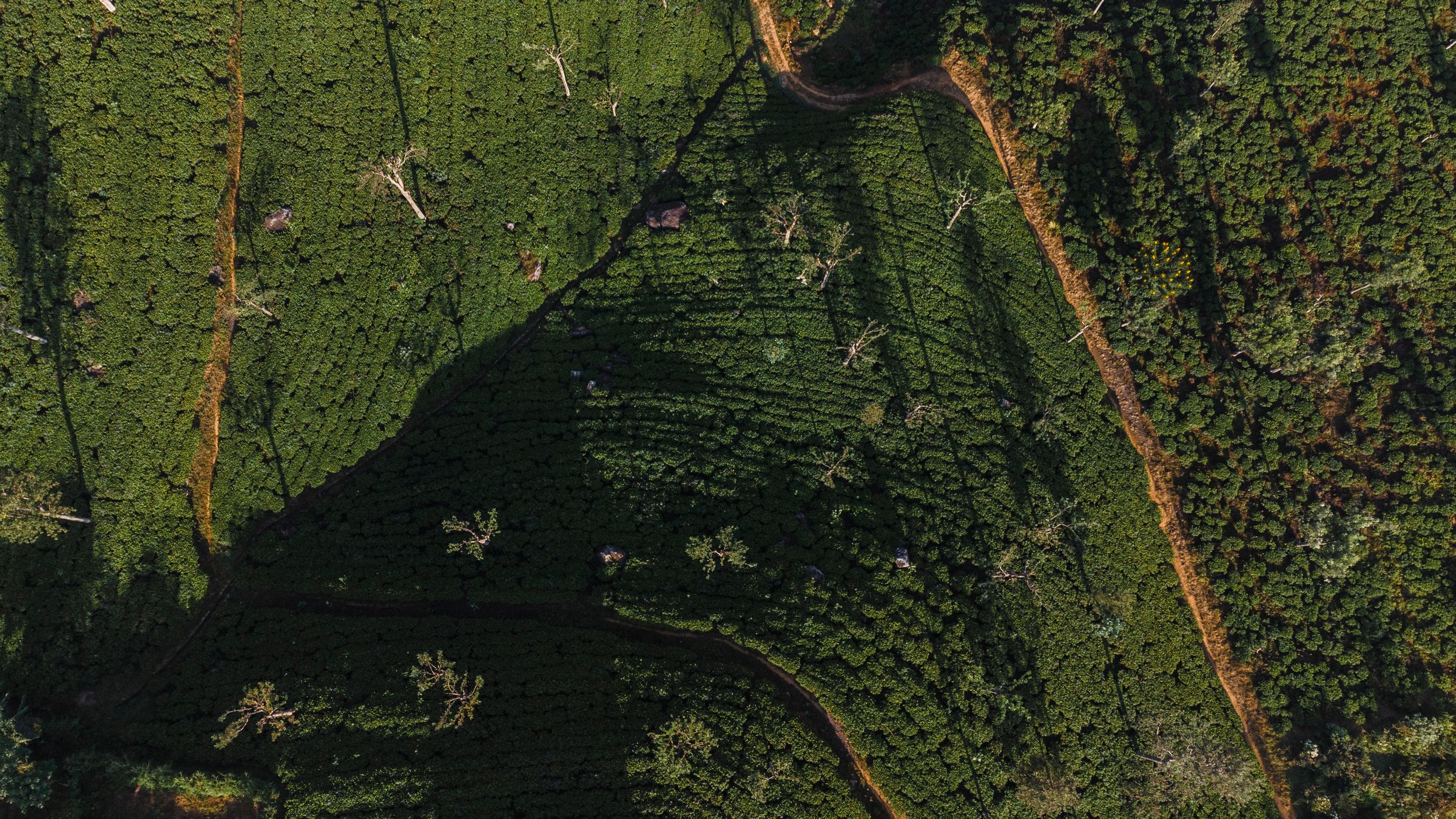 Plantation de thé au Sri Lanka